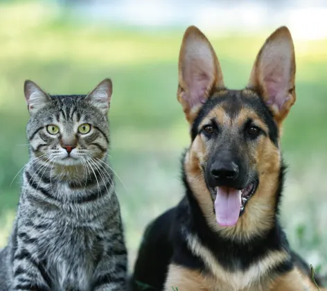 Cat and Dog laying in grass