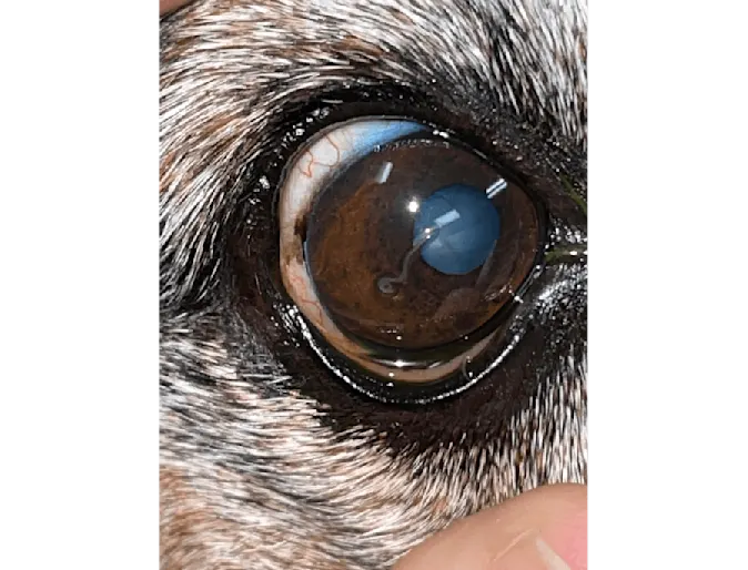 Close-up of a pet's eye Close-up of a pet's eye