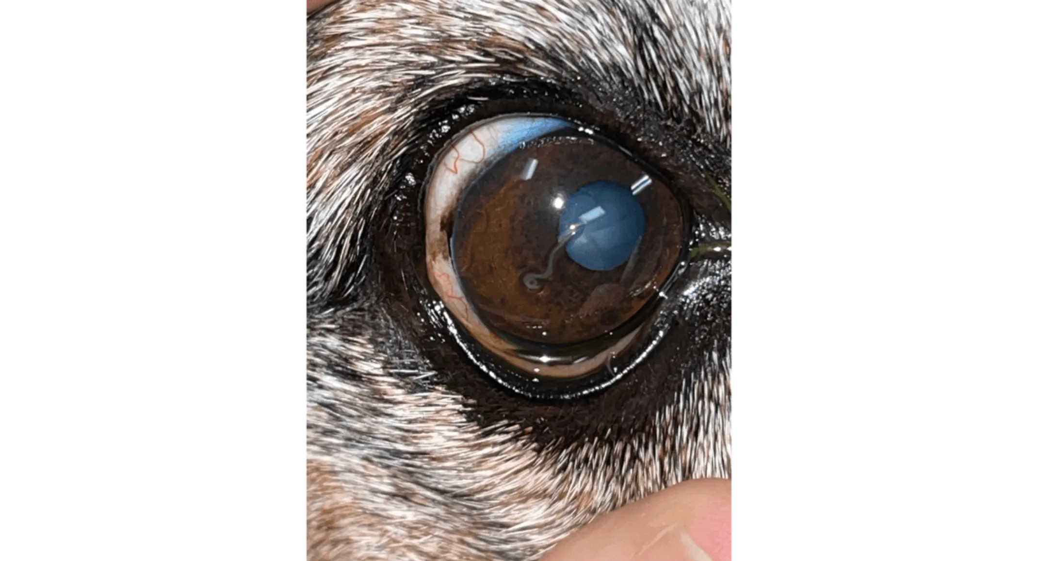 Close-up of a pet's eye Close-up of a pet's eye