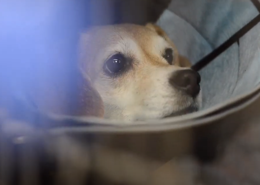 Small white dog named Mona