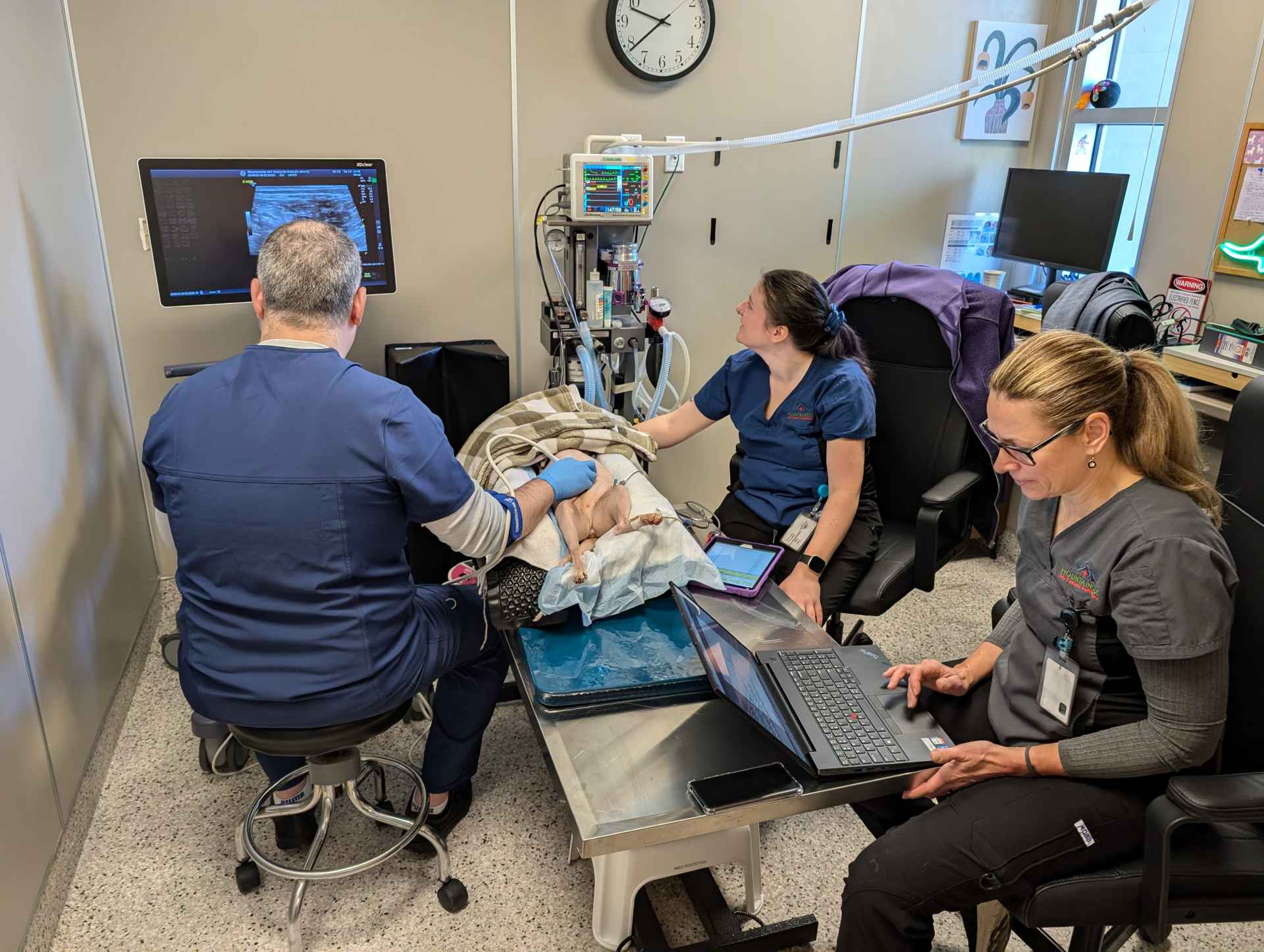 Staff members performing an ultrasound on a dog
