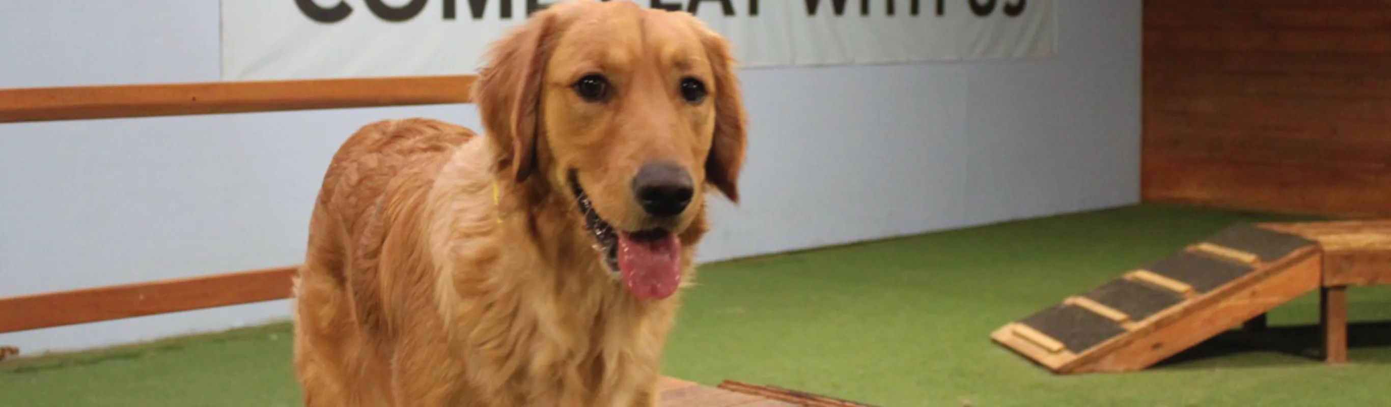 Dog with tongue out in play area at The Pet Ranch Dog with tongue out in play area at The Pet Ranch