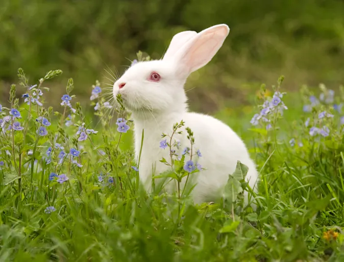Rabbit in a meadow Rabbit in a meadow