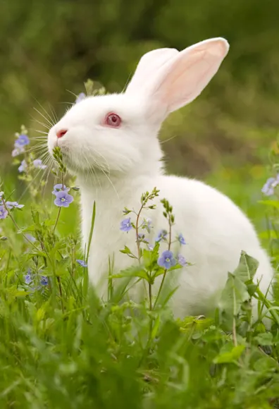 Rabbit in a meadow Rabbit in a meadow