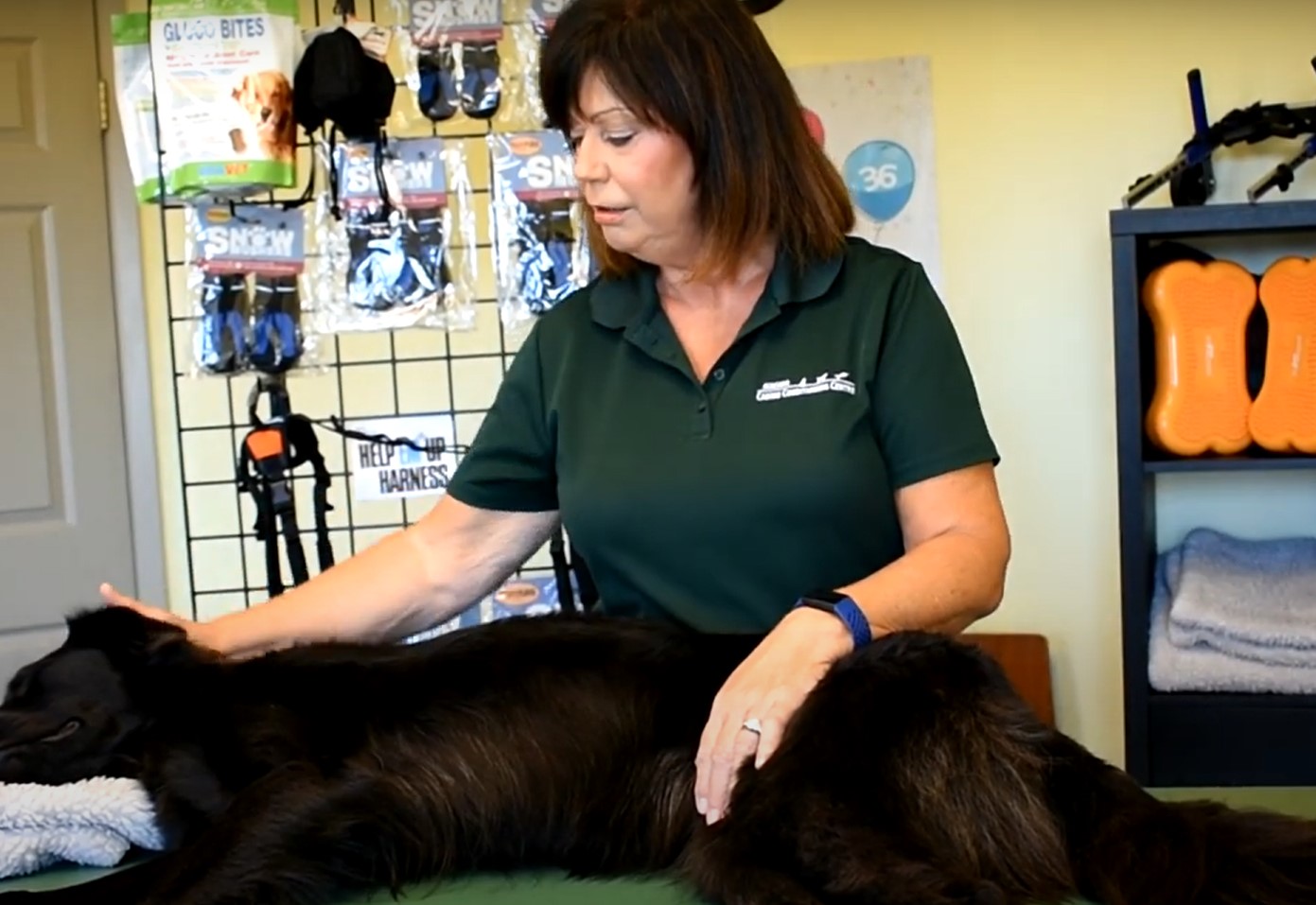 woman performing massage demo on dog 