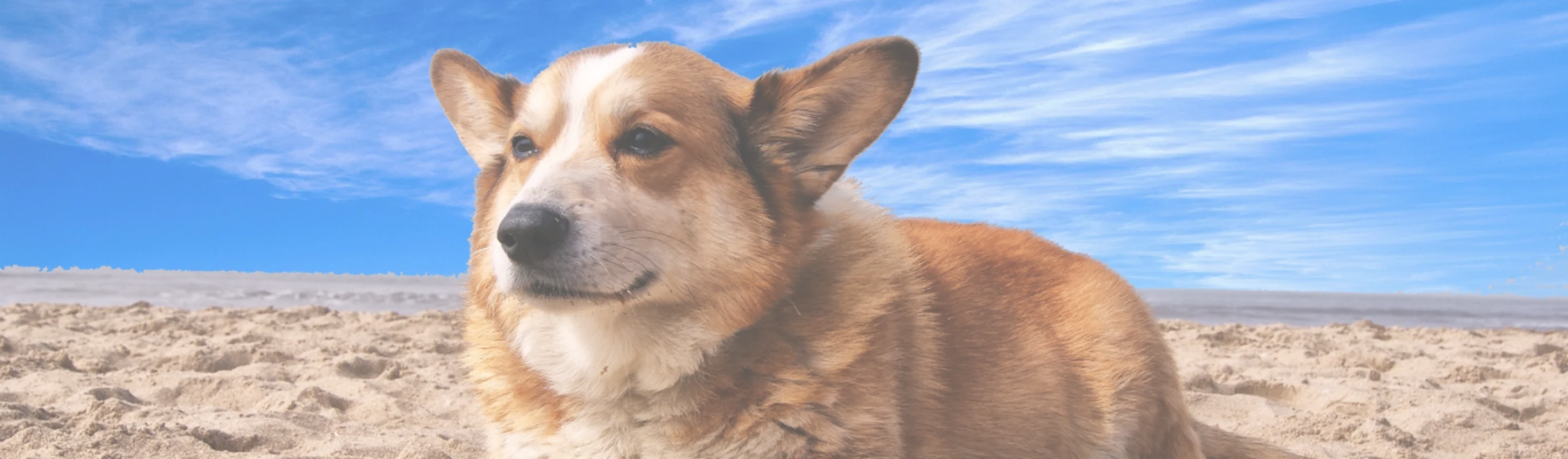Corgi laying down on the beach, looking off into the distance Corgi laying down on the beach, looking off into the distance