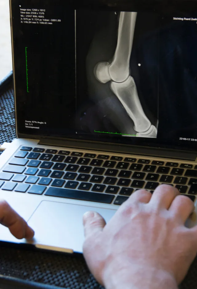 Veterinarian Examining Horse X-Ray Veterinarian Examining Horse X-Ray