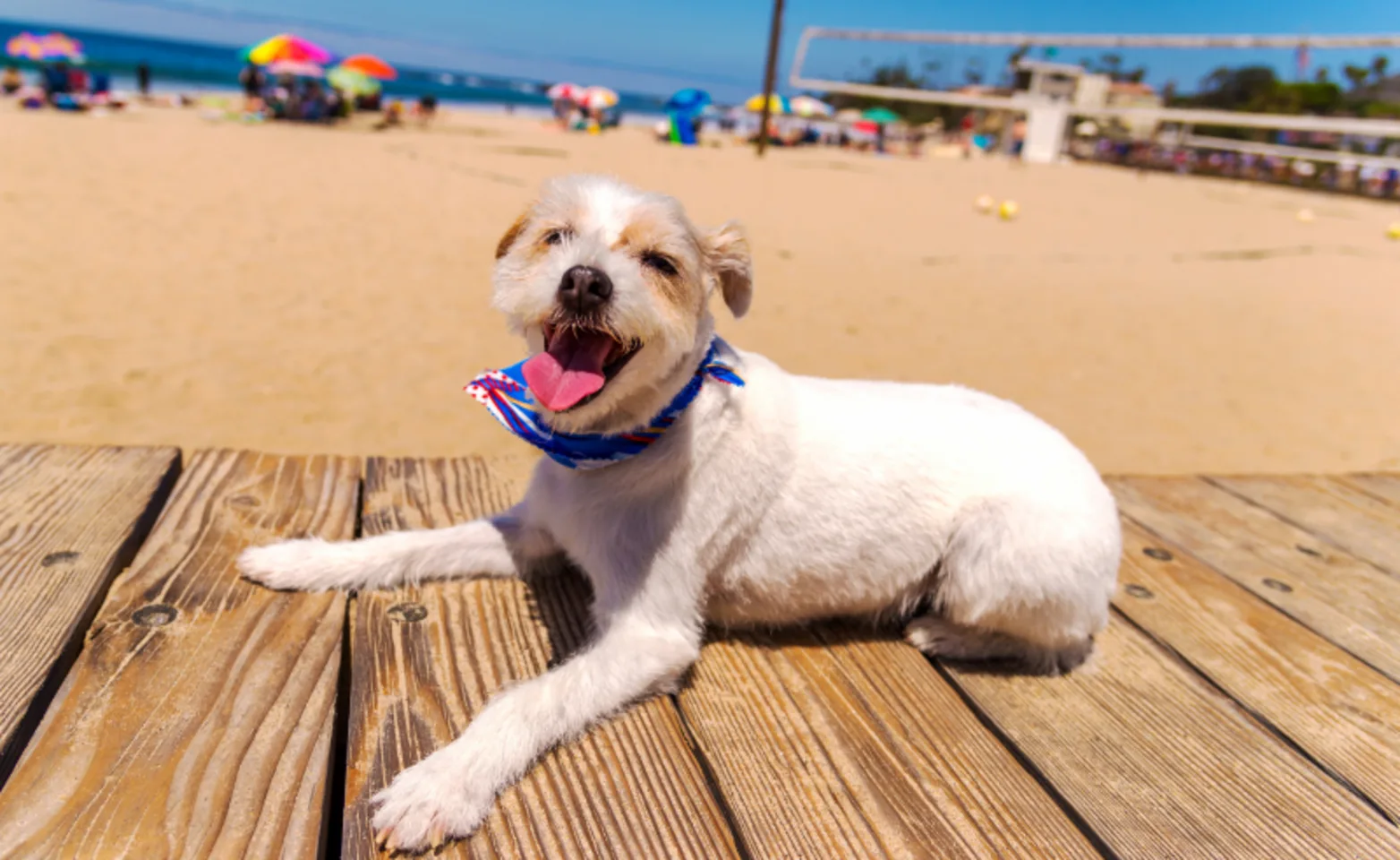 Happy Dog Lying on the Pier at the Beach Happy Dog Lying on the Pier at the Beach