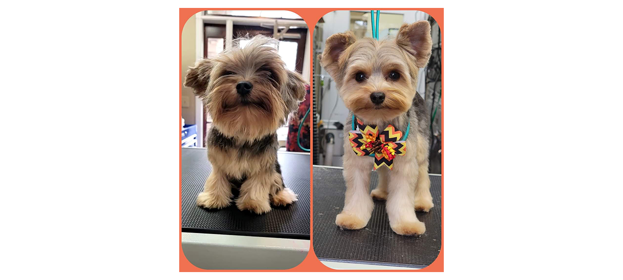 Before and After of groomed dog