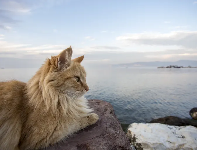 cat sitting on a cliff looking right with the ocean in the background