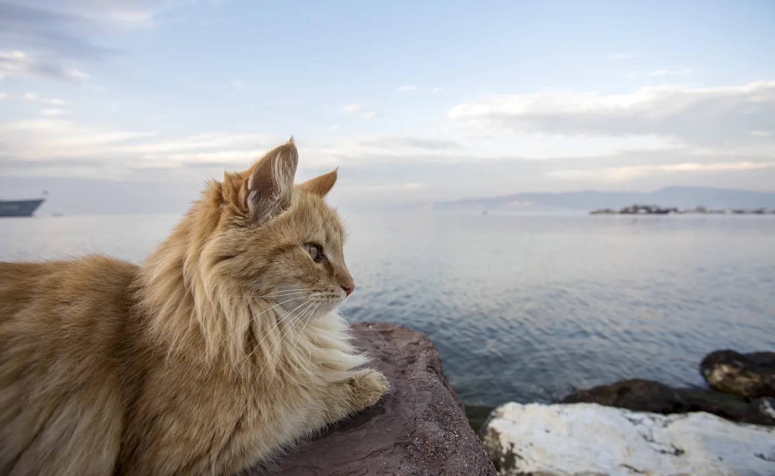 cat sitting on a cliff looking right with the ocean in the background