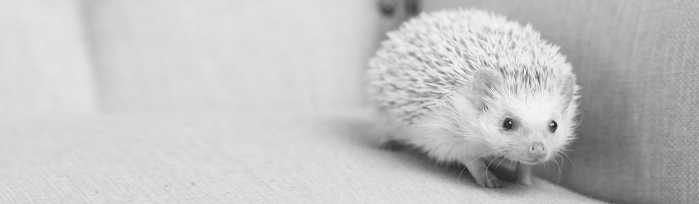 A hedgehog on a couch A hedgehog on a couch