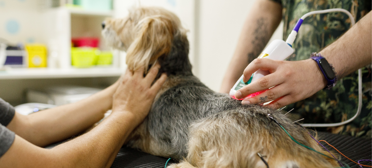 Dog Receiving Laser Treatment