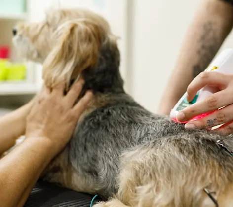 Dog Receiving Laser Treatment Dog Receiving Laser Treatment