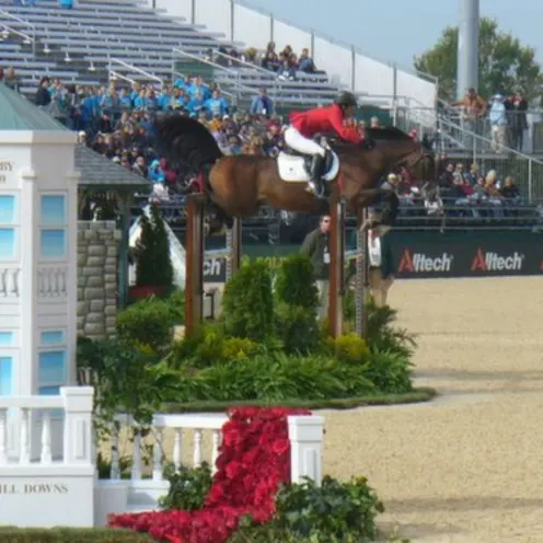 Show horse and rider jumping over gate