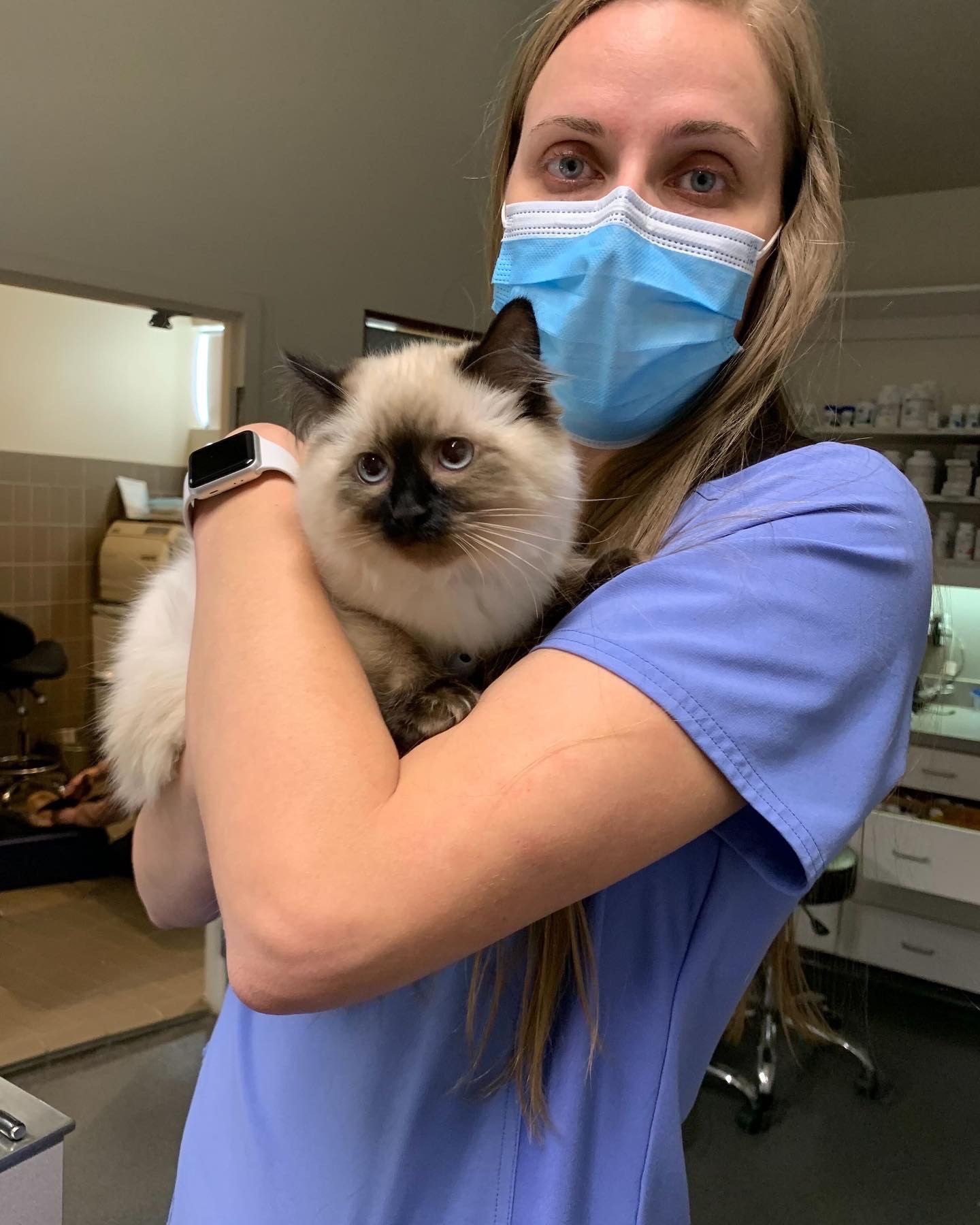 Blonde staff member in blue scrubs holding long-haired Siamese cat.