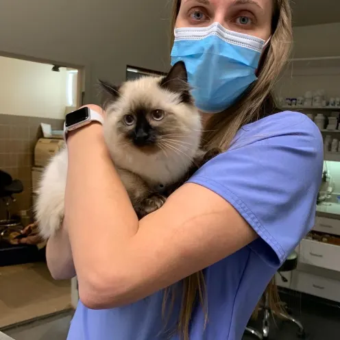 Blonde staff member in blue scrubs holding long-haired Siamese cat.