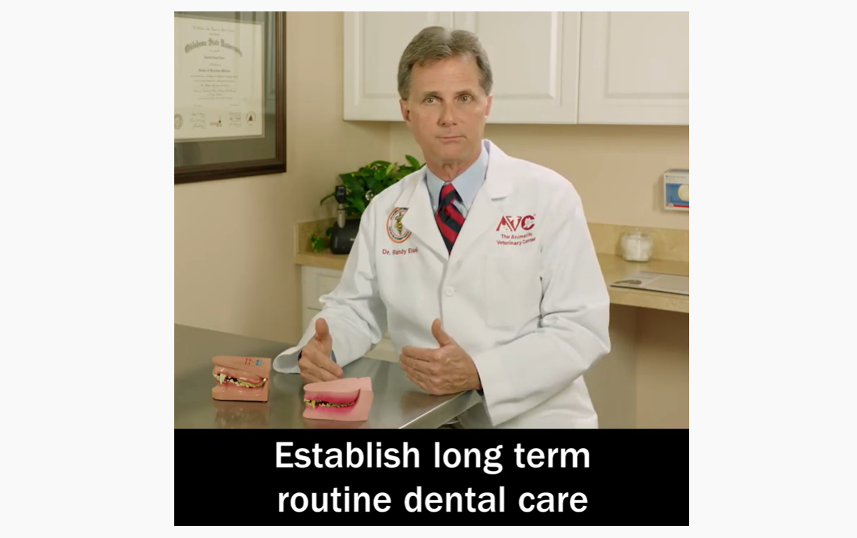 Youtube video of Dr. Eisel speaking about animal teeth cleaning