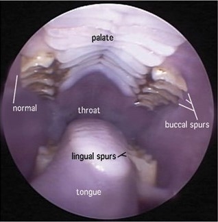 Diagram of rabbit's mouth 