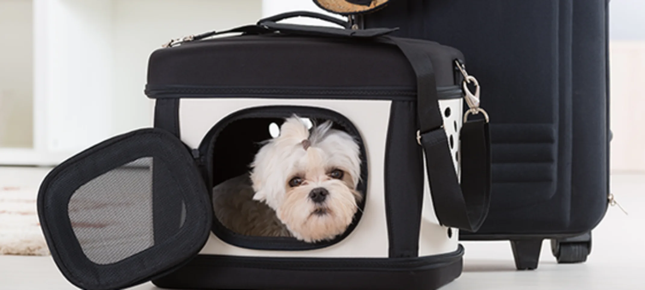 DOG IN AIRPLANE CRATE SUITCASE DOG IN AIRPLANE CRATE SUITCASE