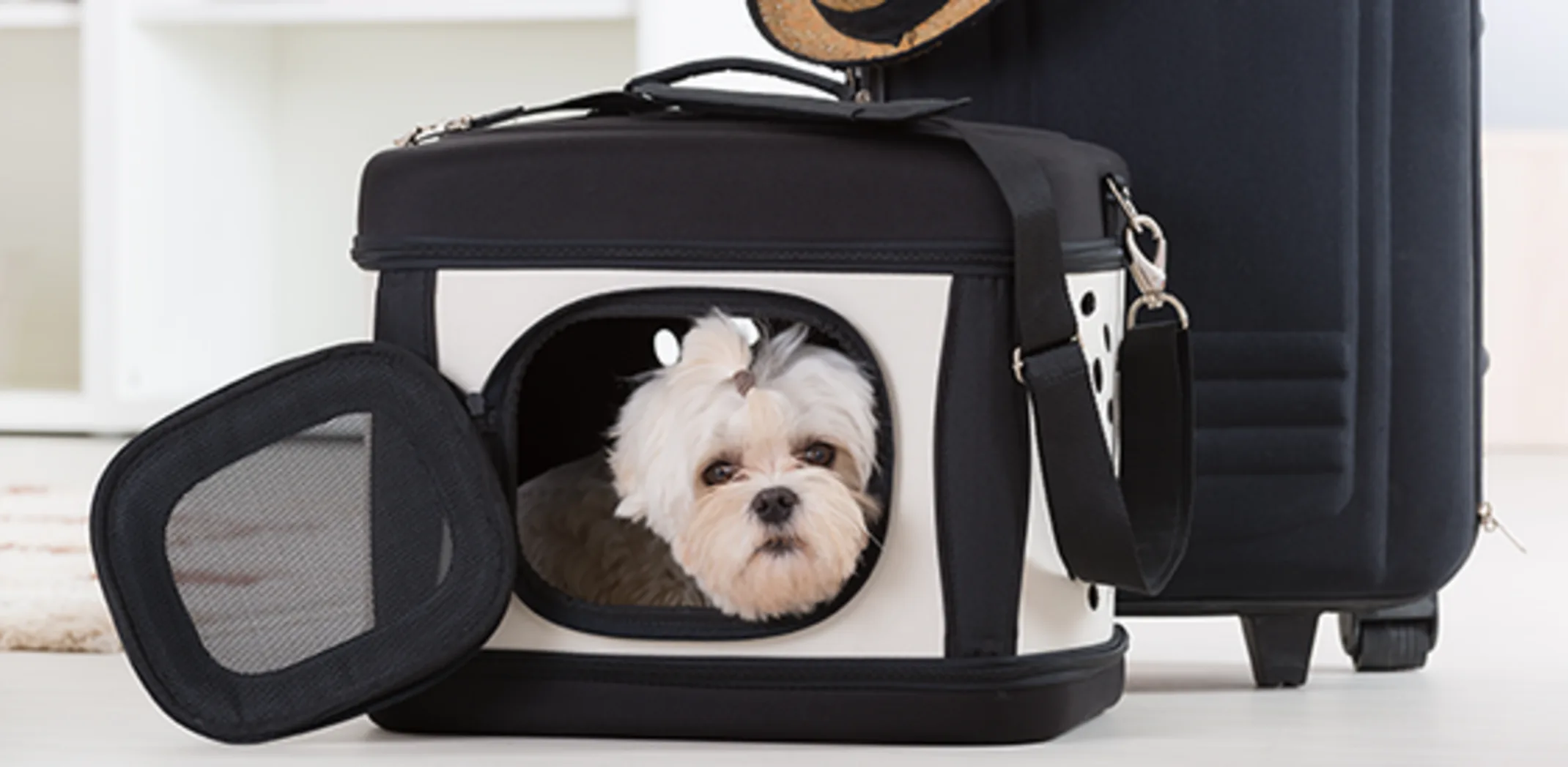 DOG IN AIRPLANE CRATE SUITCASE DOG IN AIRPLANE CRATE SUITCASE