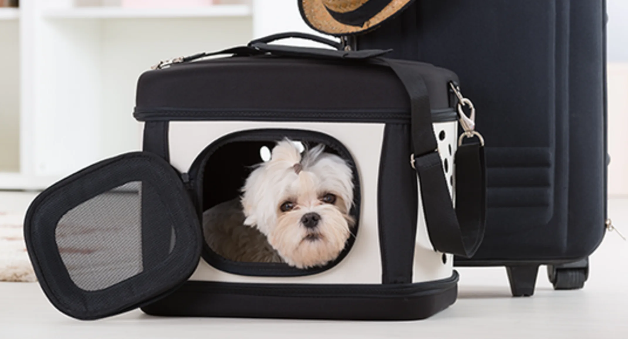 DOG IN AIRPLANE CRATE SUITCASE