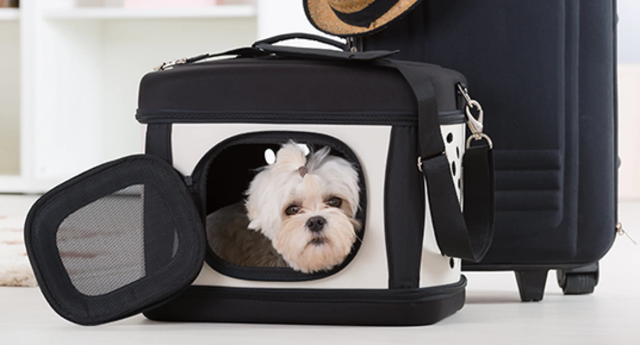 DOG IN AIRPLANE CRATE SUITCASE DOG IN AIRPLANE CRATE SUITCASE