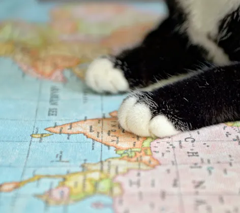 Cat's Paws on a Map Close-Up Cat's Paws on a Map Close-Up