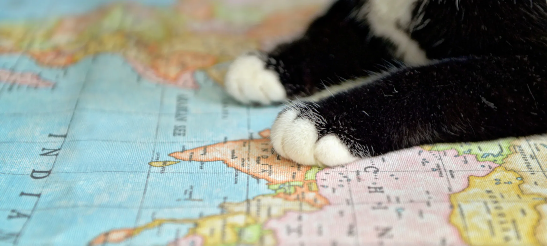 Cat's Paws on a Map Close-Up Cat's Paws on a Map Close-Up