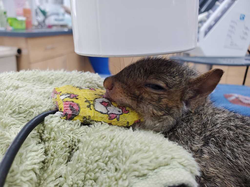 Chipmunk being examined