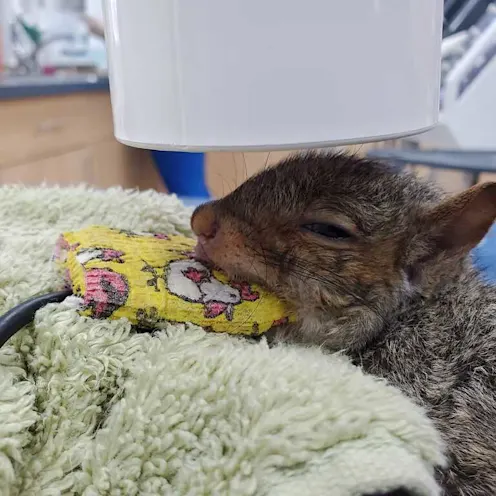Chipmunk being examined Chipmunk being examined