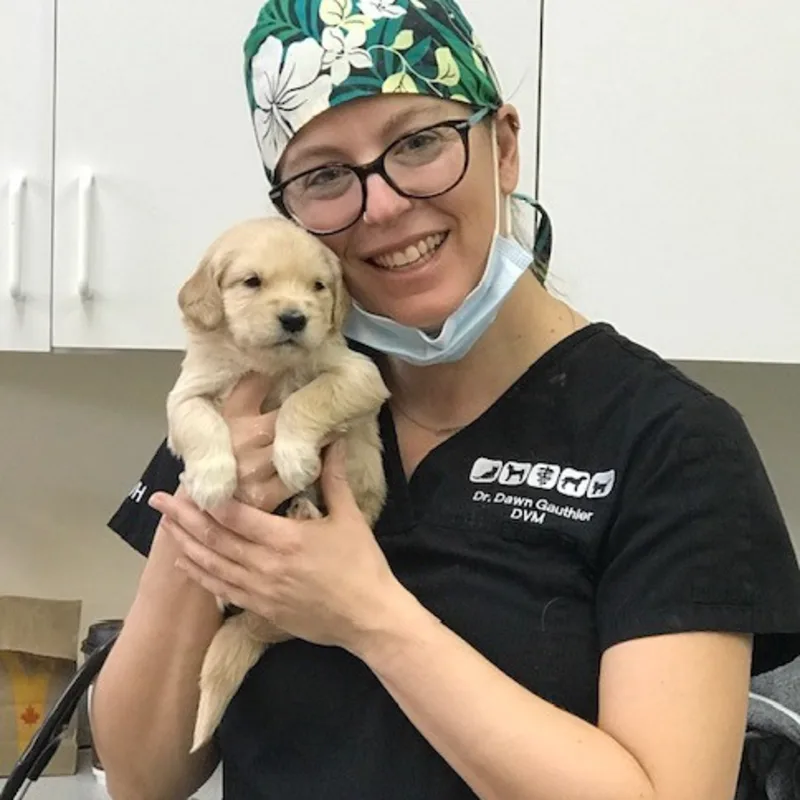 Dr. Dawn Gauthier Dr. Dawn Gauthier