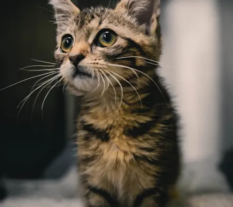 Tabby Cat looking into the distance Tabby Cat looking into the distance