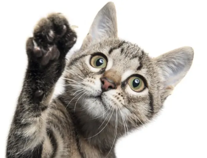 tabby cat with paw up on white background