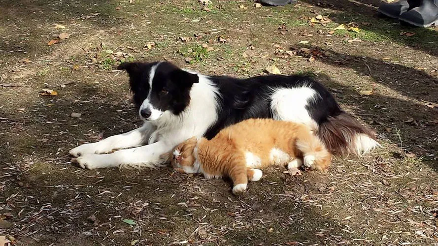 Dog and cat lying in the dirt