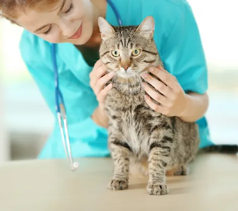 Female Veterinarian checking on cat's health status that she has on her table. 