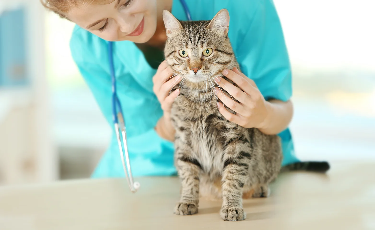 Female Veterinarian checking on cat's health status that she has on her table. 