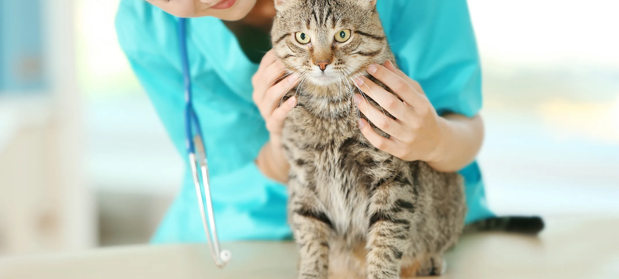 Female Veterinarian checking on cat's health status that she has on her table. Female Veterinarian checking on cat's health status that she has on her table.