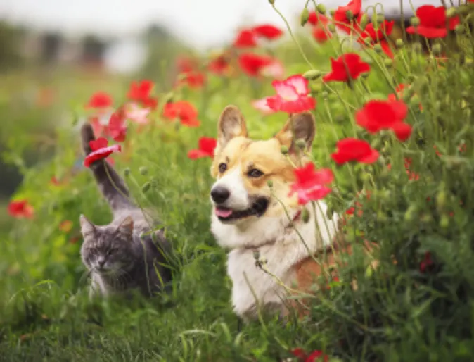 Corgi & Cat Red Flowers Corgi & Cat Red Flowers