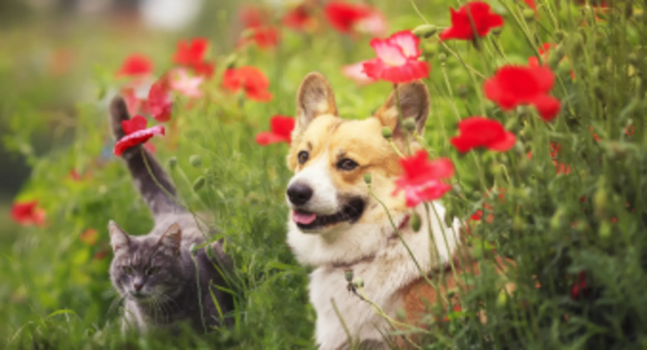 Corgi & Cat Red Flowers Corgi & Cat Red Flowers