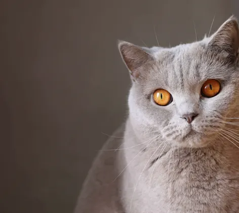 Cat Cat
