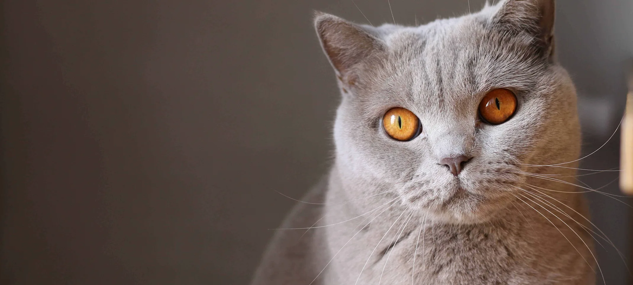 Cat Cat