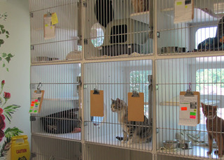 Poquoson Veterinary Hospital Feline Boarding Room.  Several cats are in their designated cubicle cage for boarding.