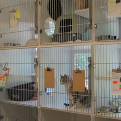 Poquoson Veterinary Hospital Feline Boarding Room.  Several cats are in their designated cubicle cage for boarding. Poquoson Veterinary Hospital Feline Boarding Room.  Several cats are in their designated cubicle cage for boarding.