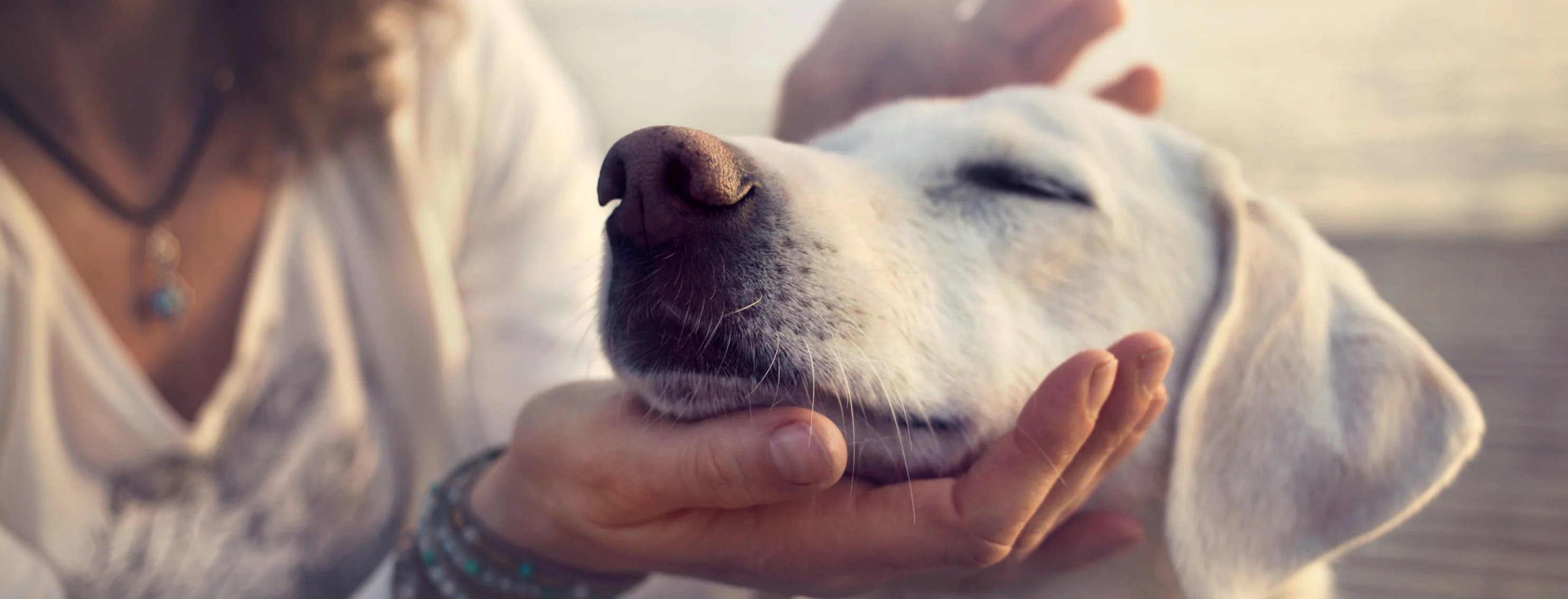 Woman gently petting white dog with its eyes peacefully closed on the beach