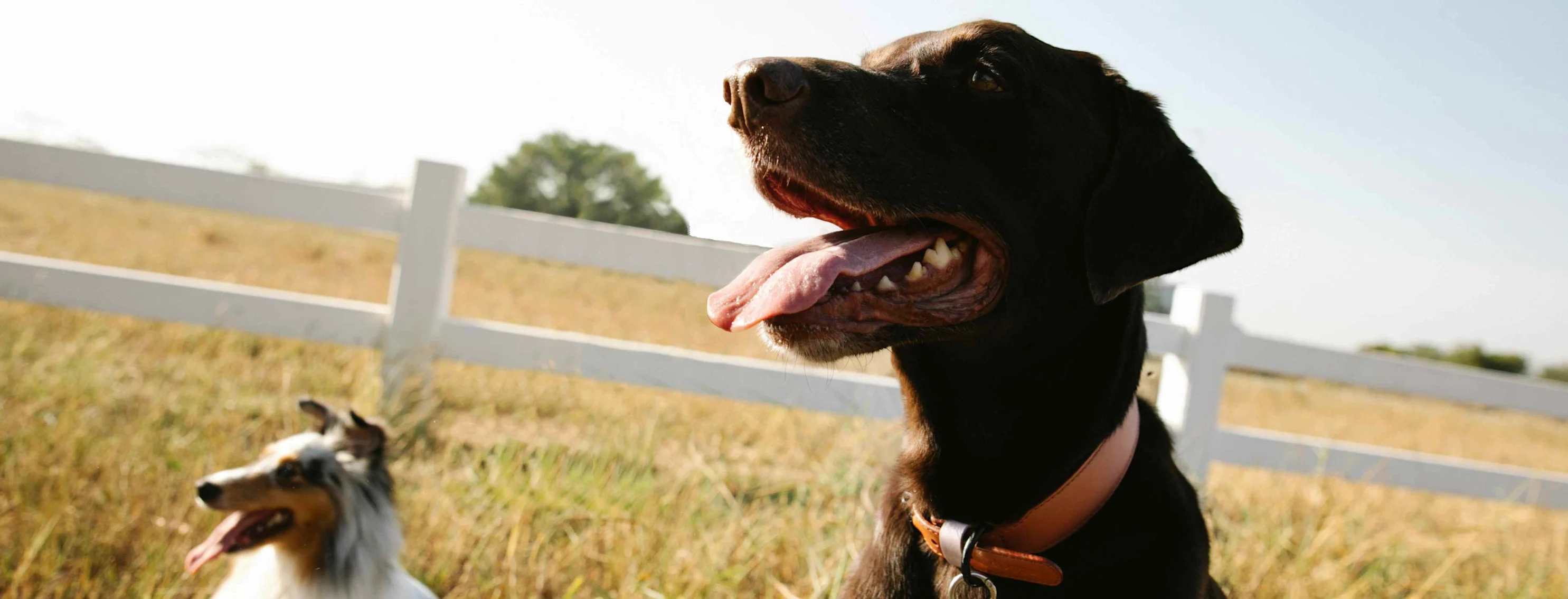 a brown lab and grey and brown shepherd dog panting in a prairie a brown lab and grey and brown shepherd dog panting in a prairie