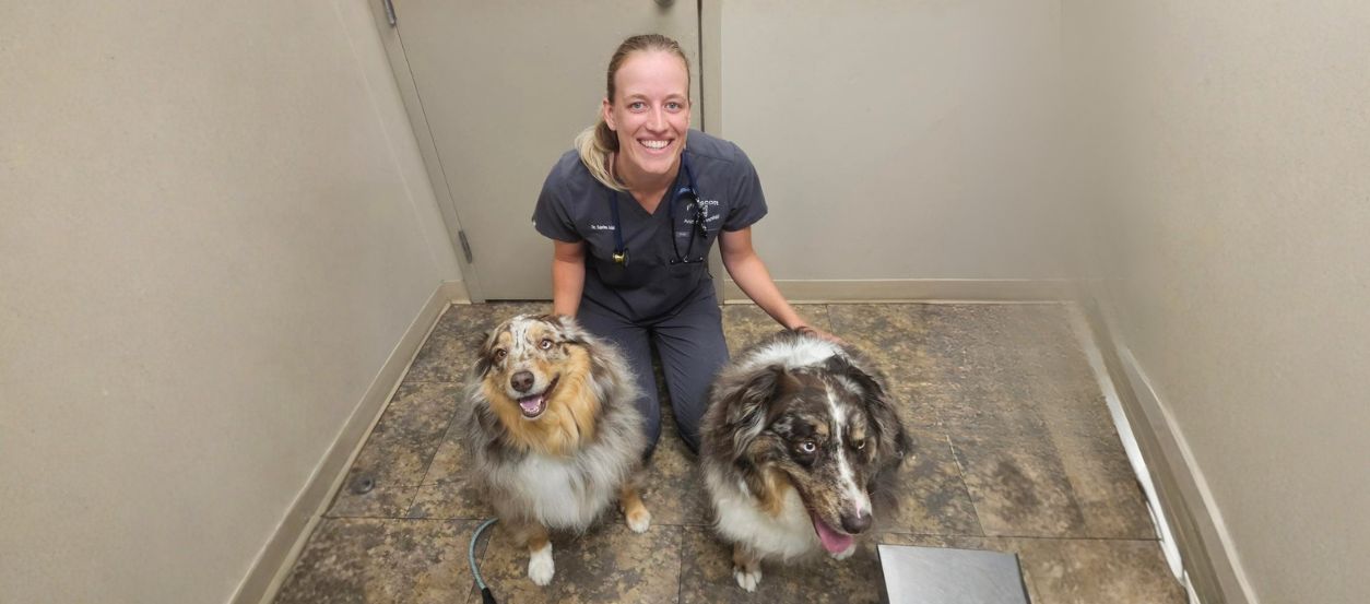 Vet with two australian shepards
