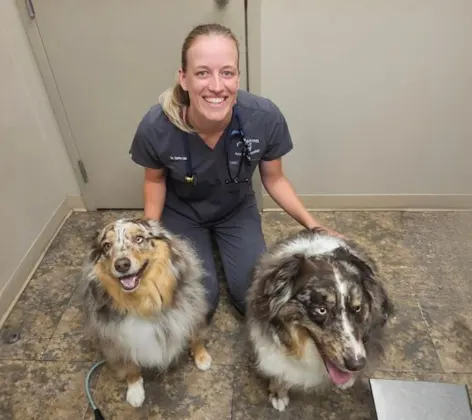 Vet with two australian shepards Vet with two australian shepards