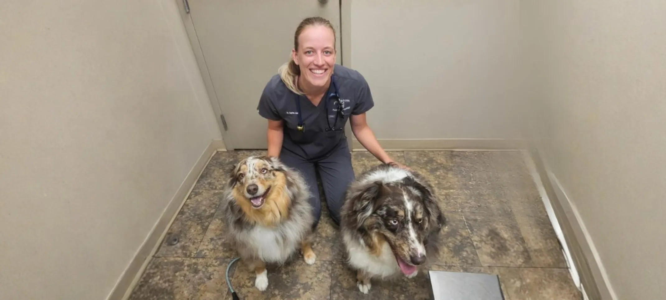 Vet with two australian shepards Vet with two australian shepards