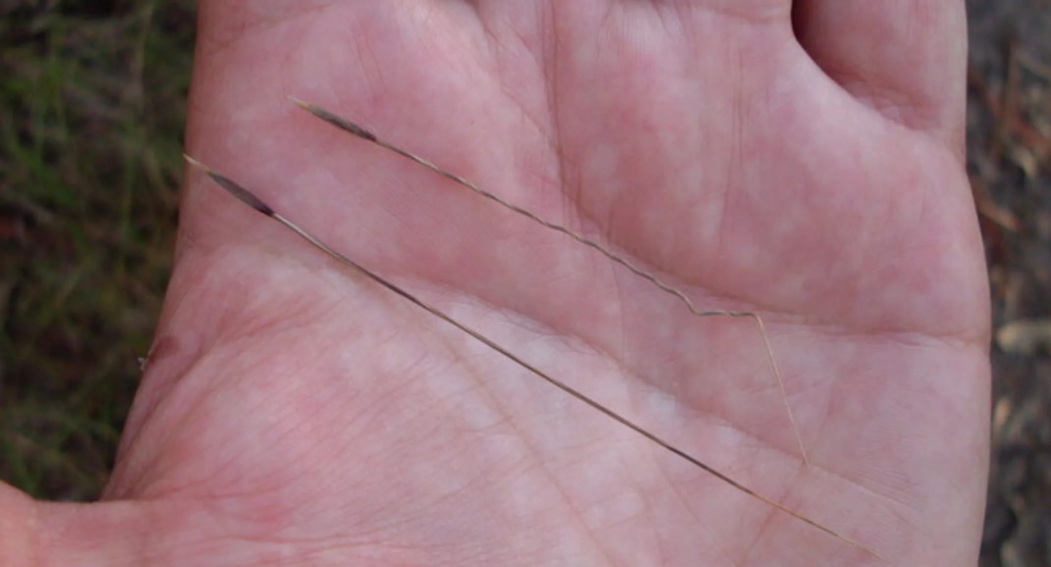 Speargrass on a hand